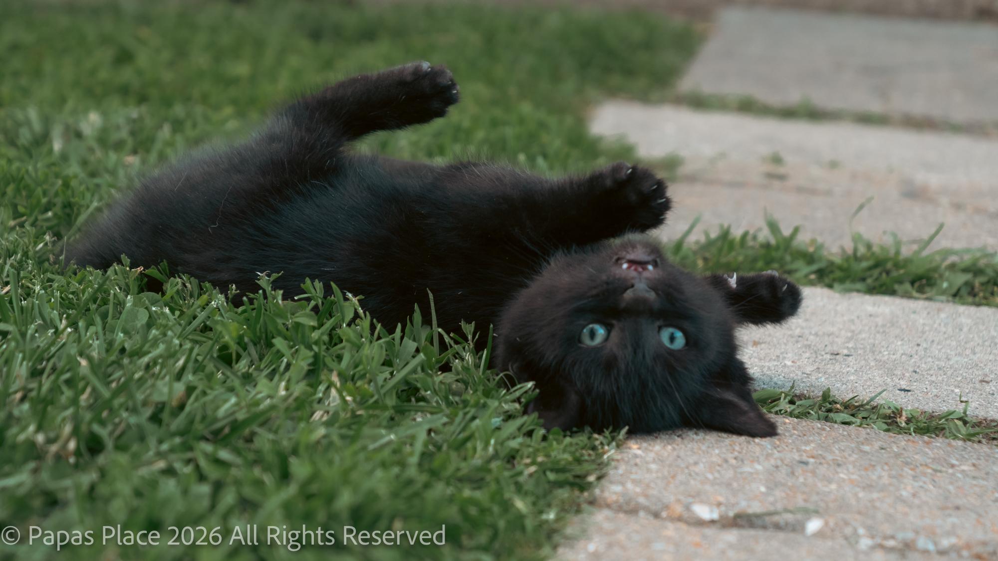 Enlarge Ash, a Adopted mixed breed in Mexico, MO image 1/2