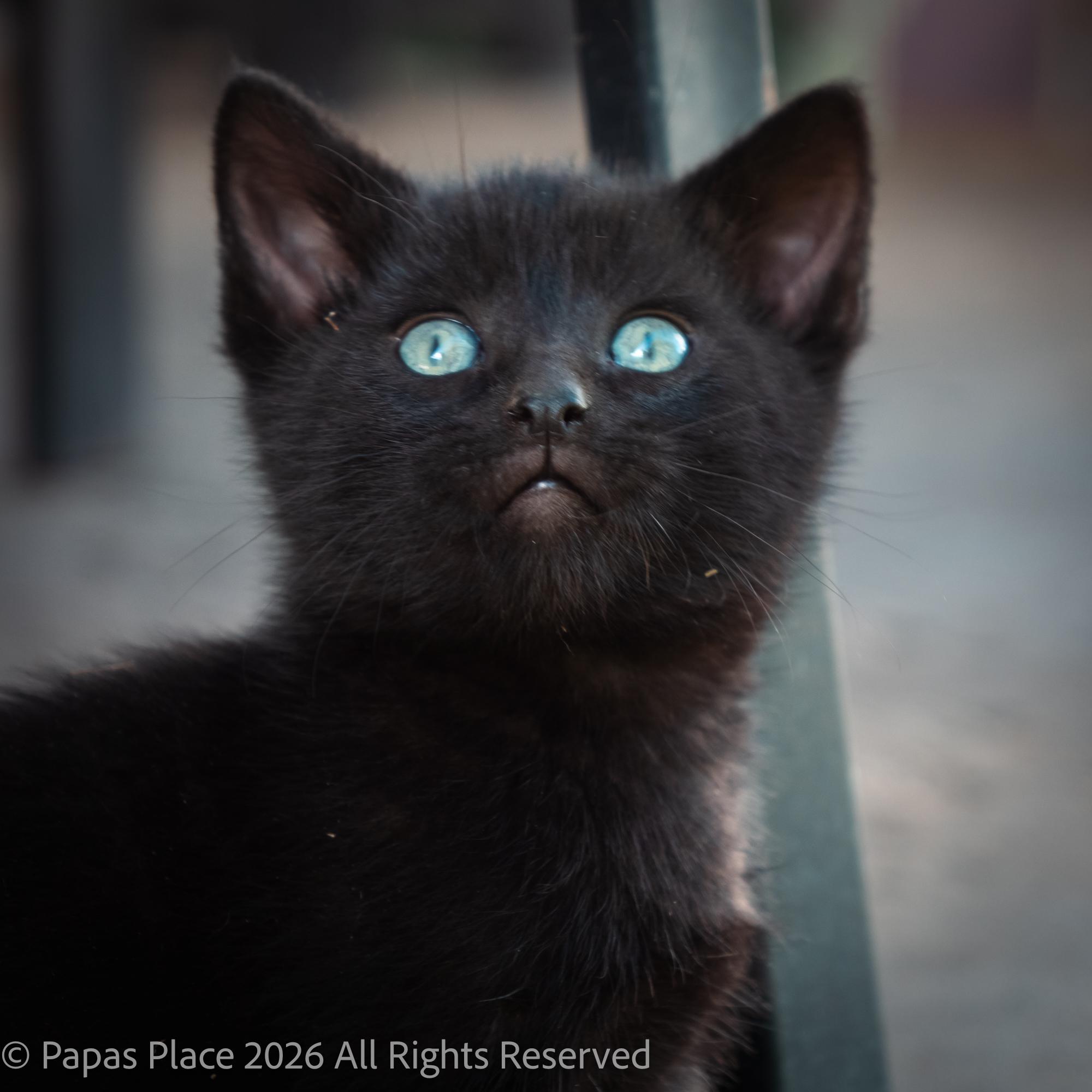 Enlarge Ash, a Adopted mixed breed in Mexico, MO image 2/2
