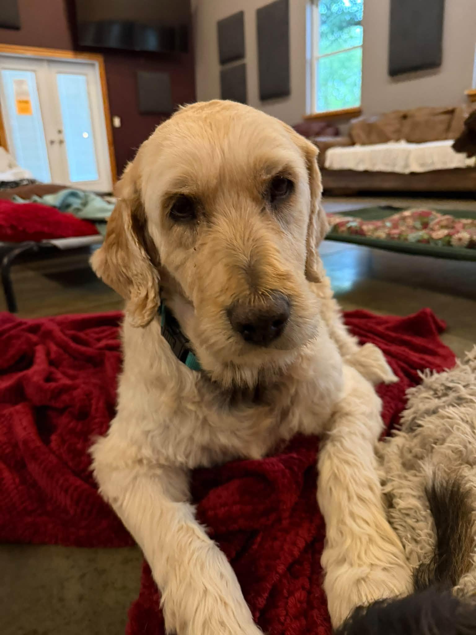 Enlarge Austin, a Adoptable Goldendoodle in Shawnee, KS image 4/5