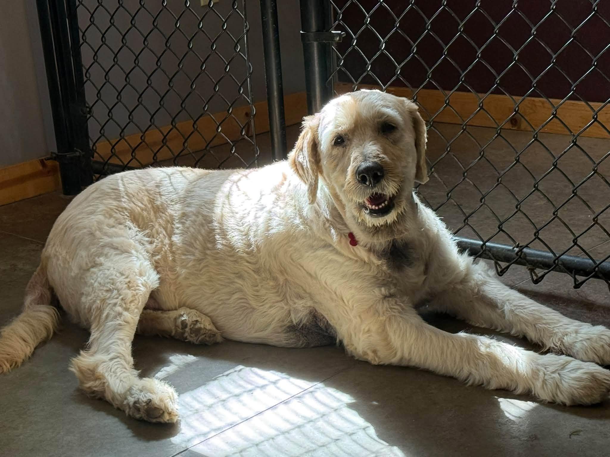 Enlarge Austin, a Adoptable Goldendoodle in Shawnee, KS image 2/5