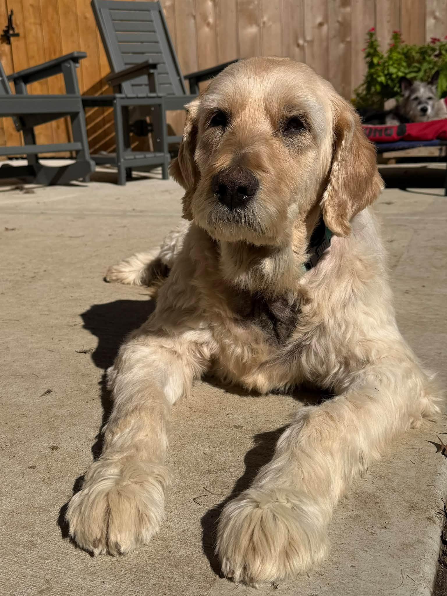 Enlarge Austin, a Adoptable Goldendoodle in Shawnee, KS image 5/5