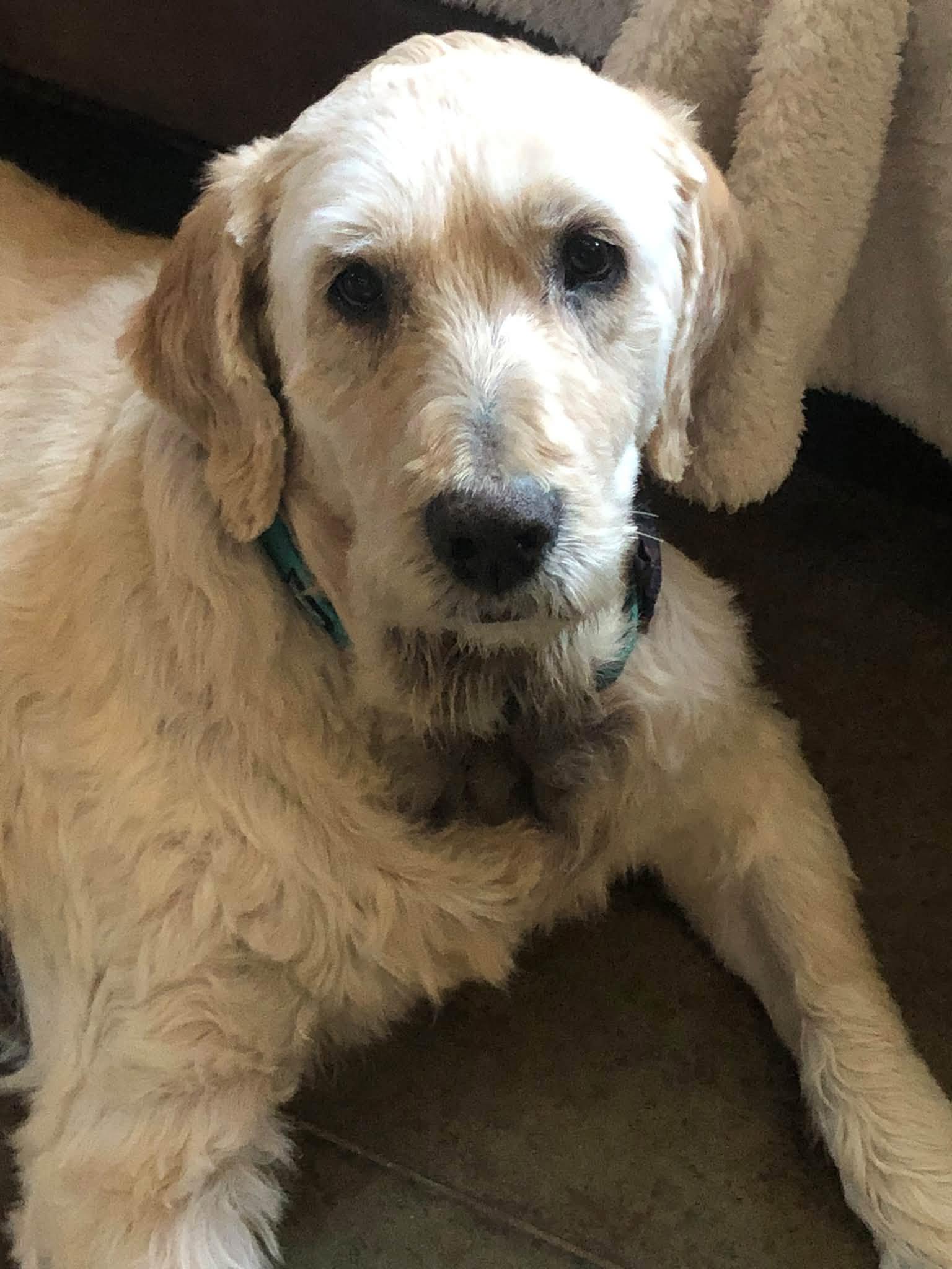 Enlarge Austin, a Adoptable Goldendoodle in Shawnee, KS image 3/5