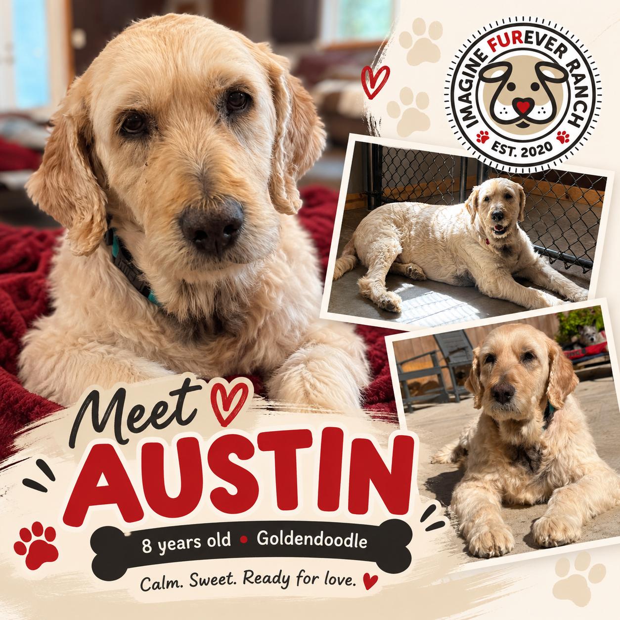 Austin, Adoptable, Senior Male Goldendoodle.