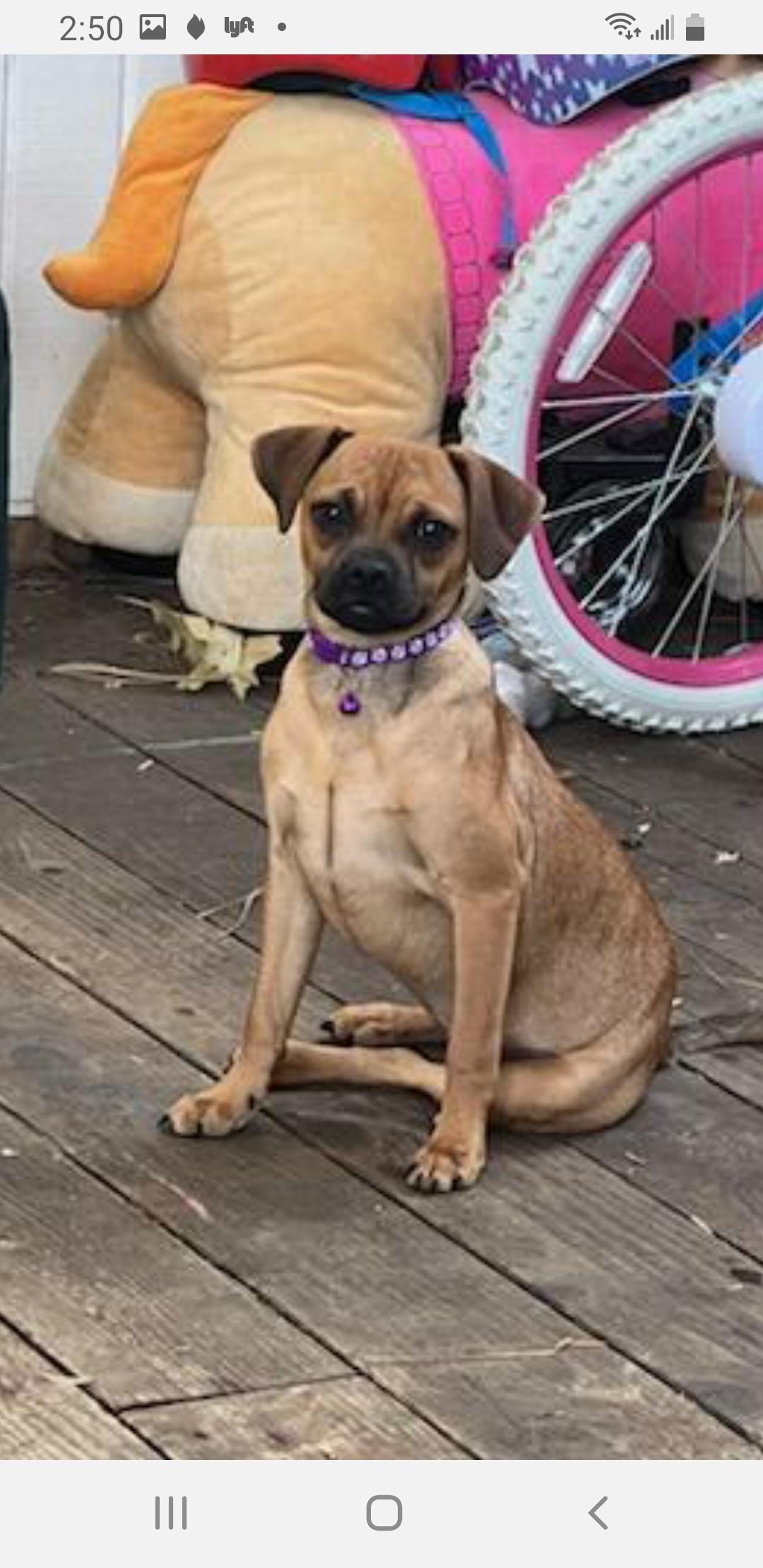 Enlarge Bonnie, a Adoptable mixed breed in Murphys, CA image 1/1