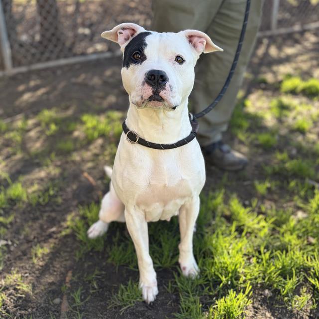 TALALLUAH, Adoptable, Adult Female Pit Bull Terrier.