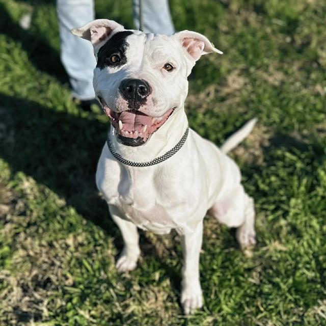 Enlarge TALALLUAH, a Adoptable Pit Bull Terrier in Modesto, CA image 1/1
