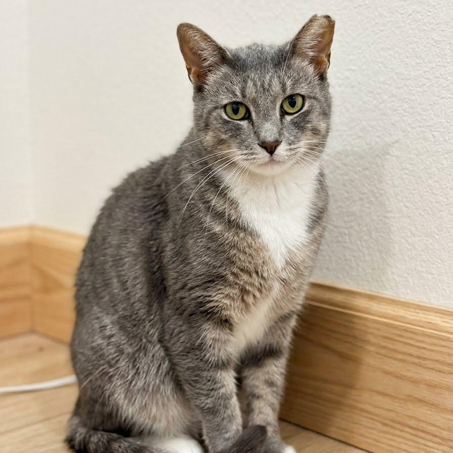 Enlarge Reef, a Adopted Tabby in Montclair, NJ image 2/4