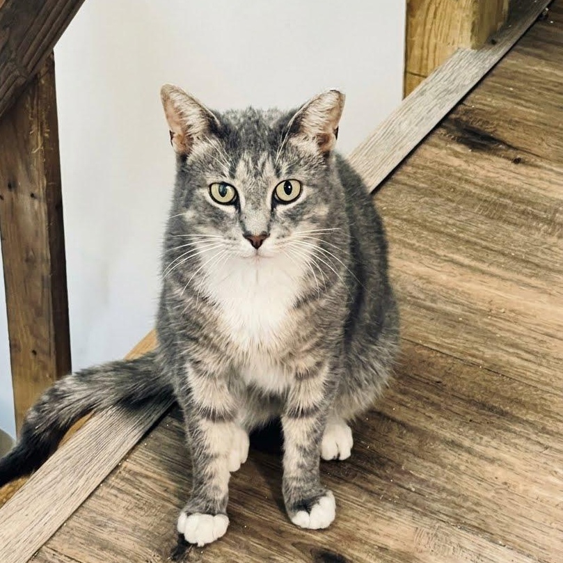 Reef, Adopted, Adult Male Tabby.