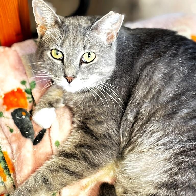 Enlarge Reef, a Adopted Tabby in Montclair, NJ image 4/4