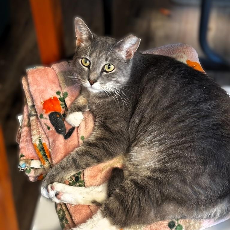Enlarge Reef, a Adopted Tabby in Montclair, NJ image 3/4