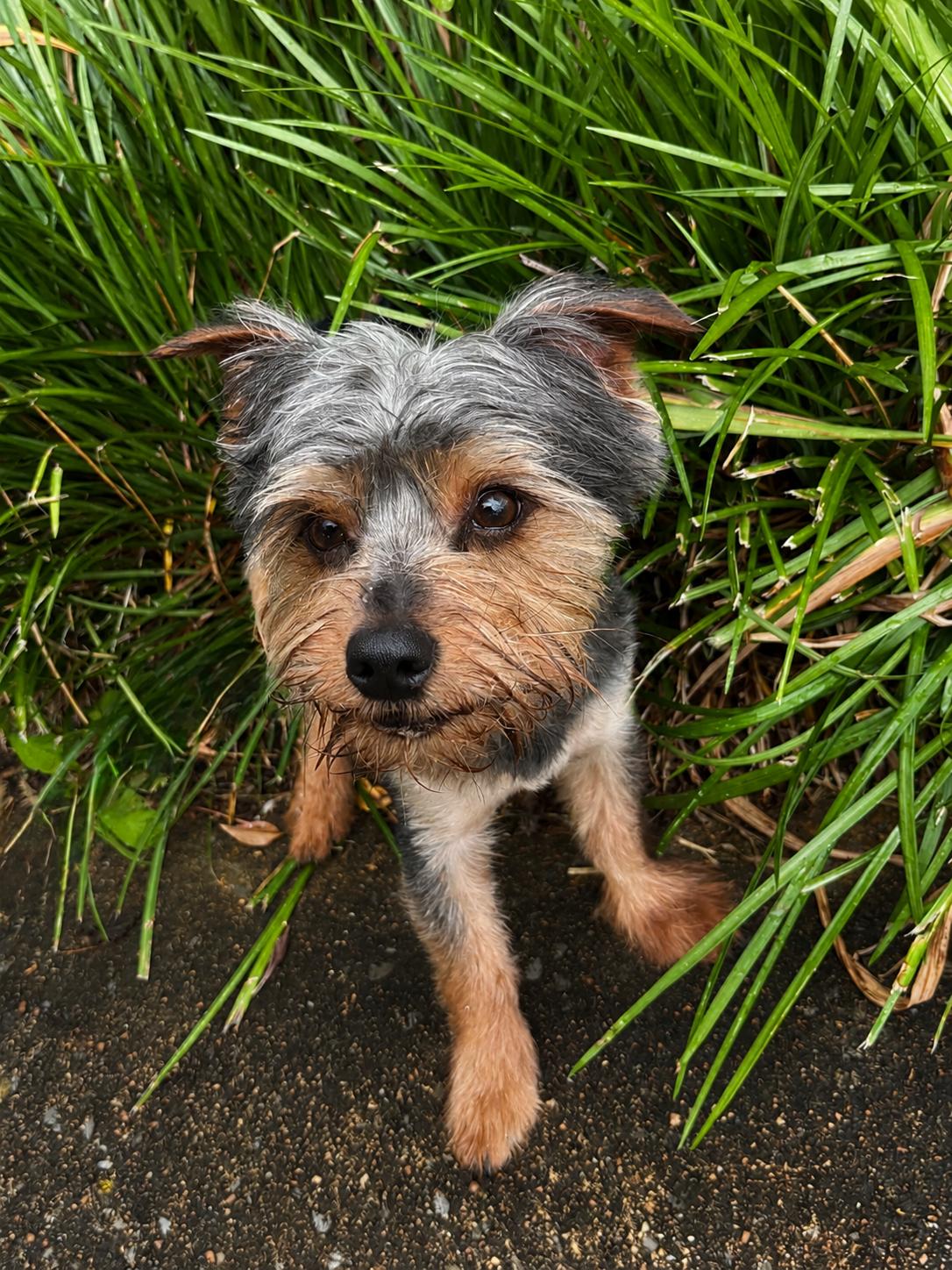 Dunkin, a ADOPTABLE mixed breed in Ooltewah, TN image 2/6