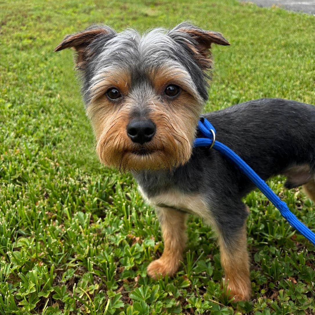 Dunkin, ADOPTABLE, Young Male Yorkshire Terrier & Yorkie Poo.