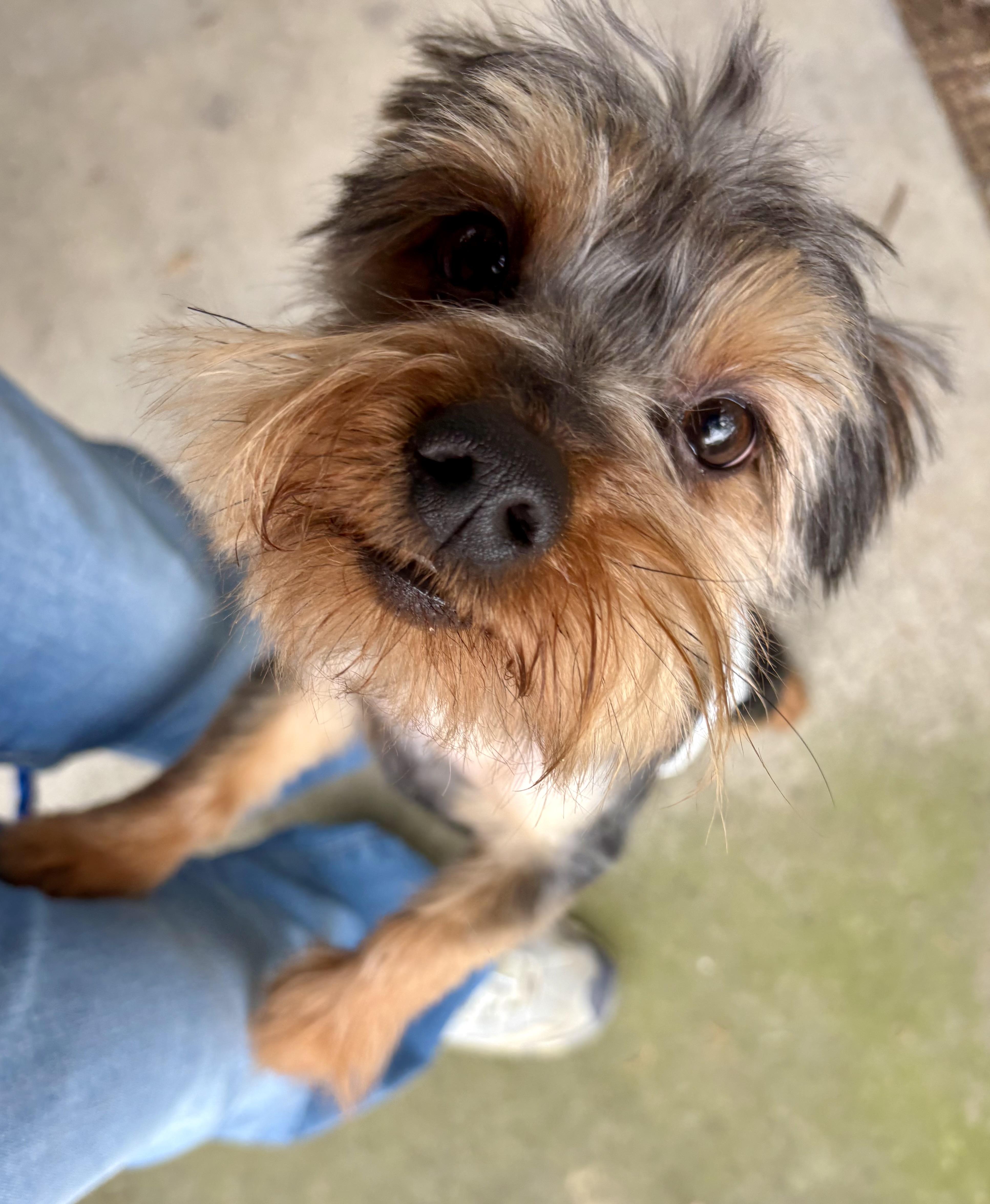 Dunkin, a ADOPTABLE mixed breed in Ooltewah, TN image 5/6