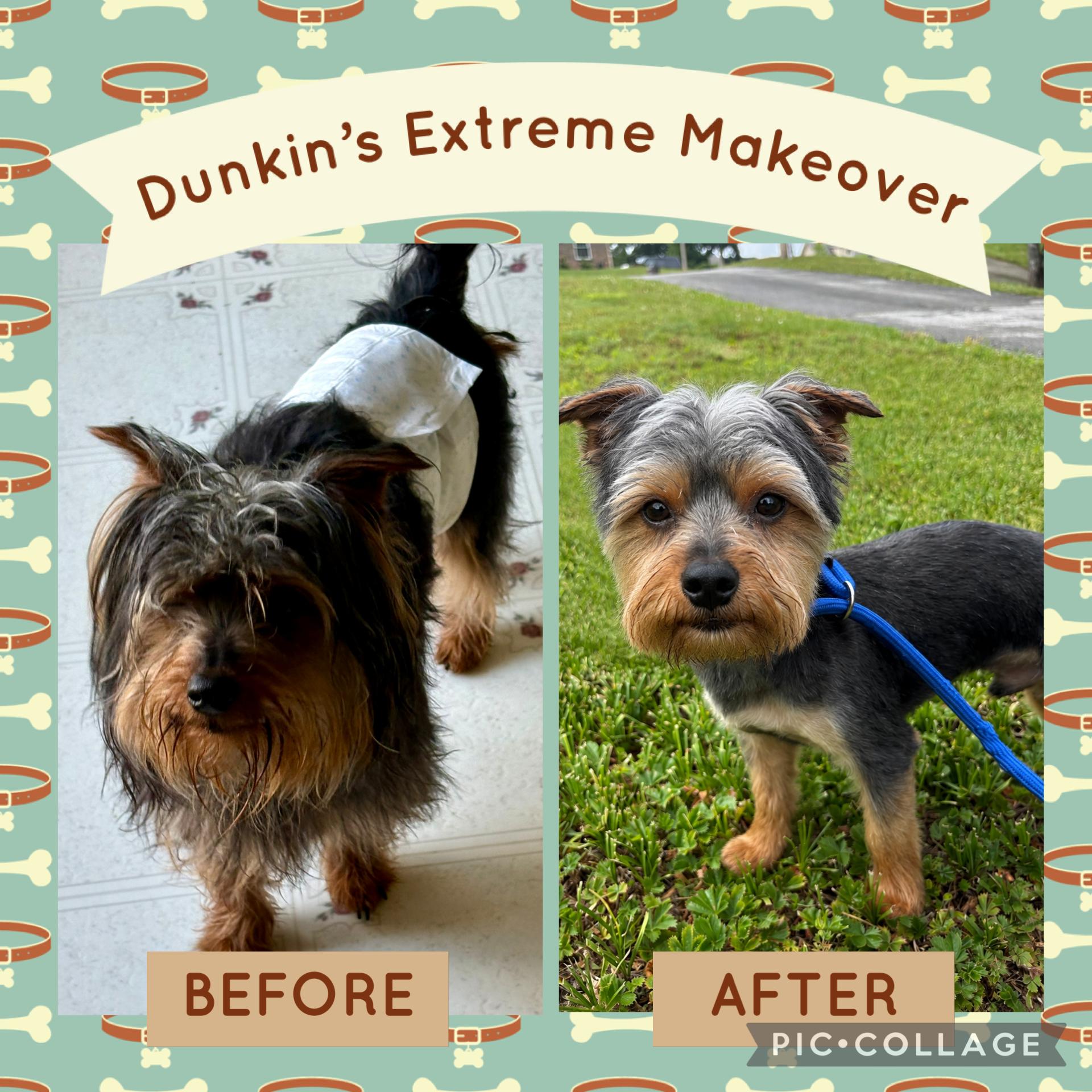 Dunkin, a ADOPTABLE mixed breed in Ooltewah, TN image 4/6