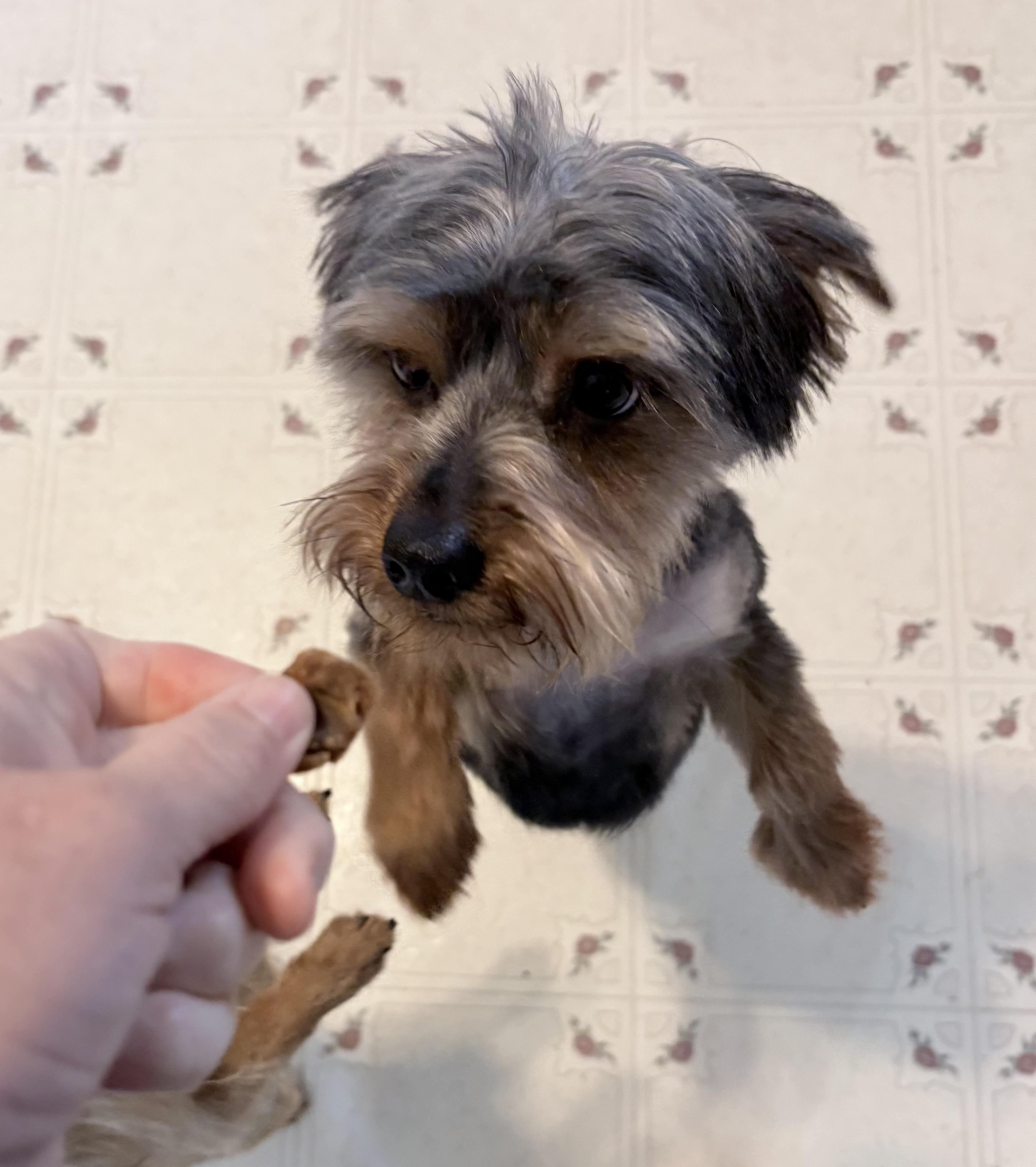Dunkin, a ADOPTABLE mixed breed in Ooltewah, TN image 6/6