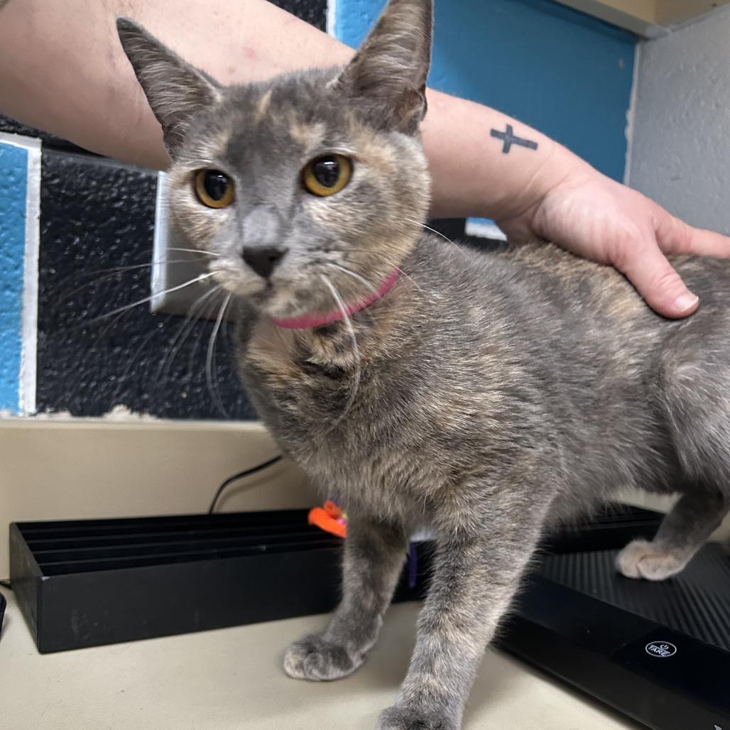 Pie, Adoptable, Young Female Domestic Short Hair.