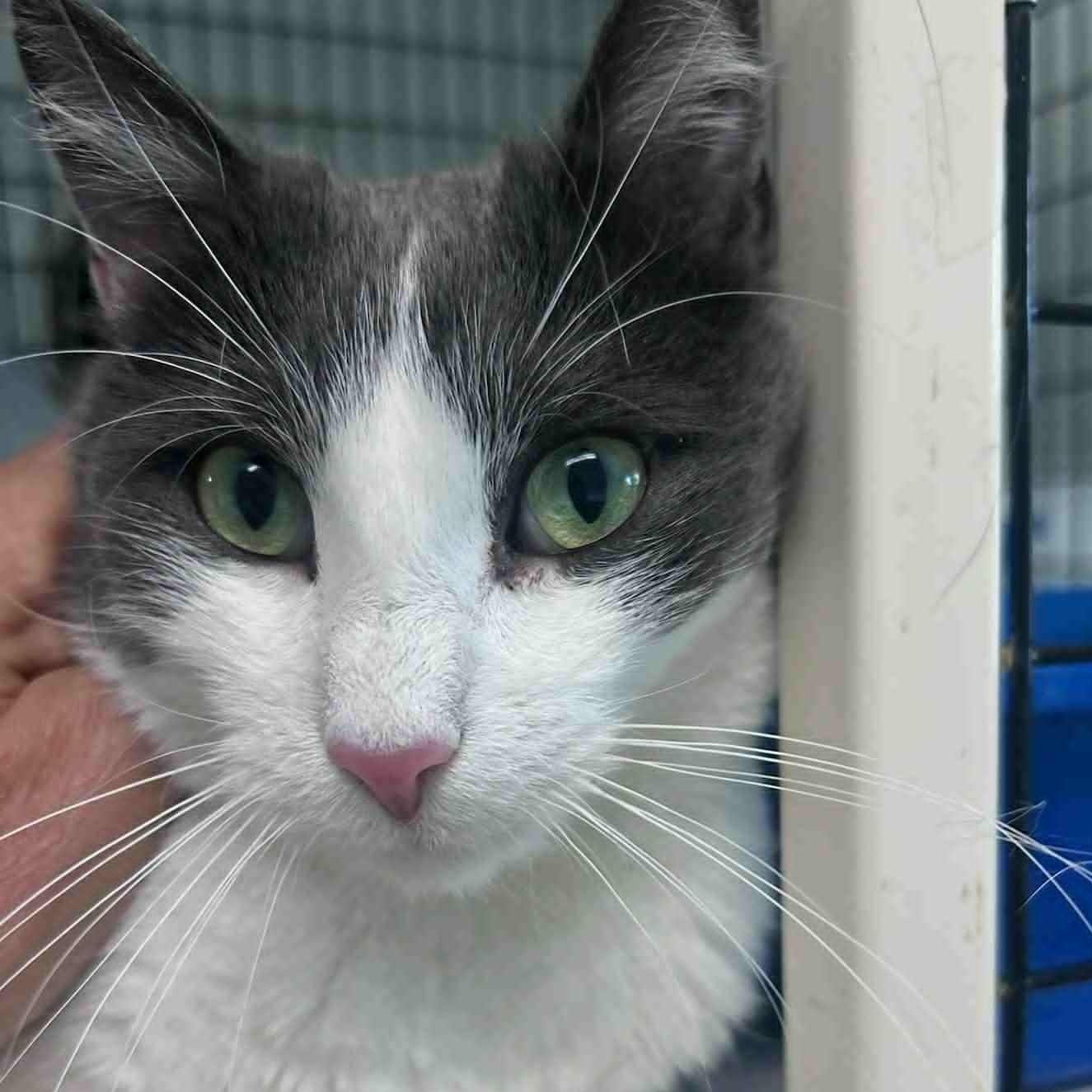 Darren, adopted, Adult Male Domestic Short Hair.