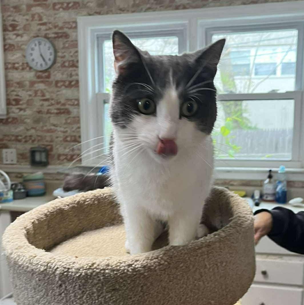 Enlarge Darren, an adopted Domestic Short Hair in Huntington, NY image 4/4