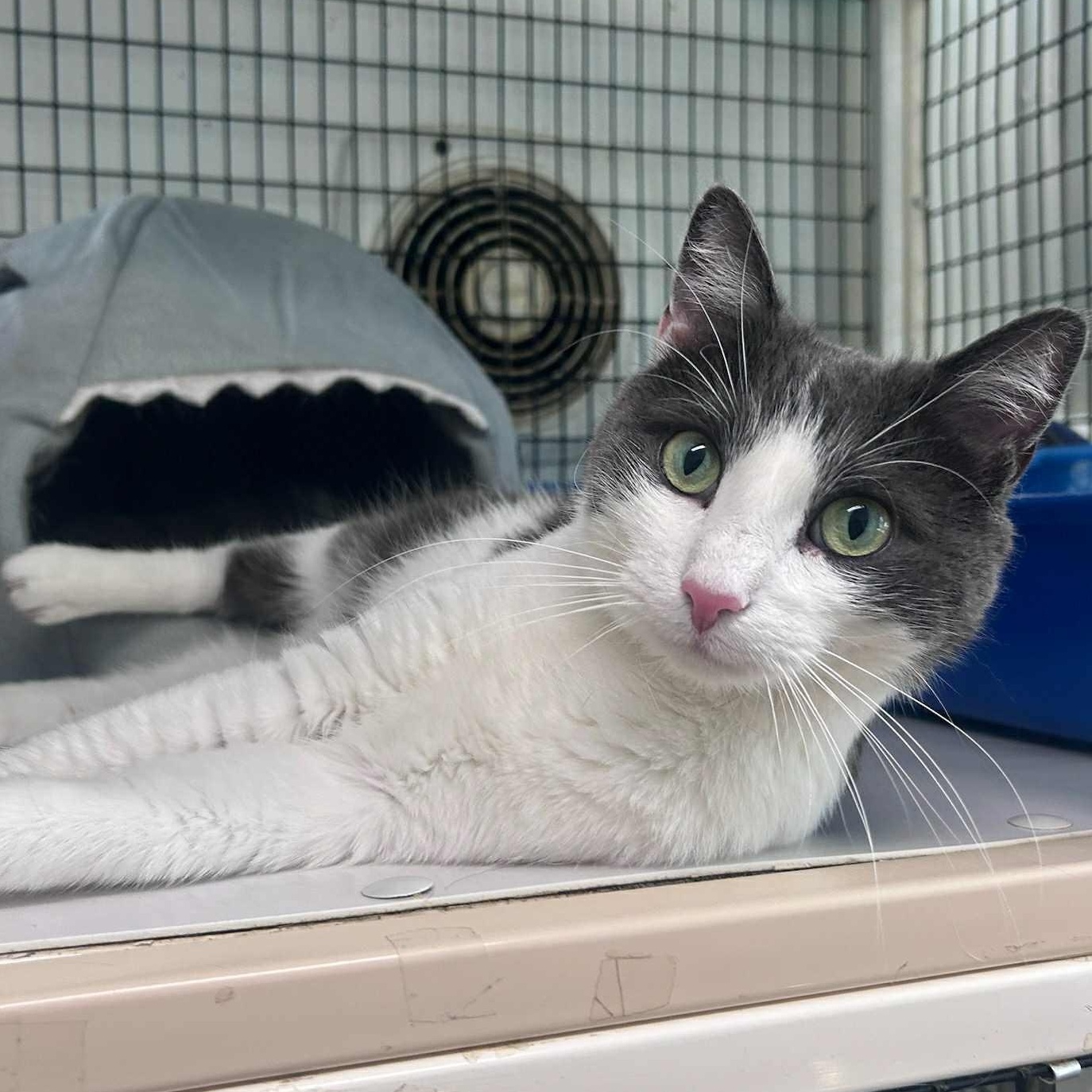 Enlarge Darren, an adopted Domestic Short Hair in Huntington, NY image 2/4