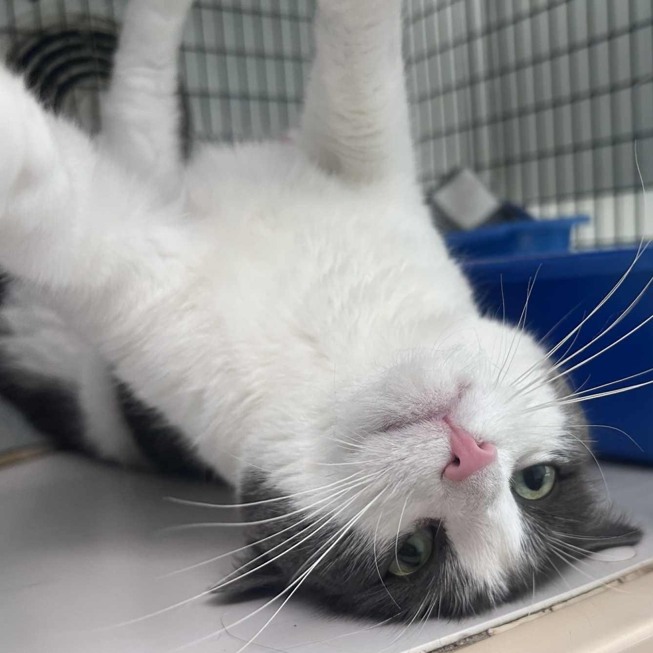 Enlarge Darren, an adopted Domestic Short Hair in Huntington, NY image 3/4