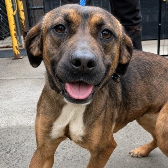 OPHELIA, Adoptable, Adult Female German Shepherd Dog & Labrador Retriever.
