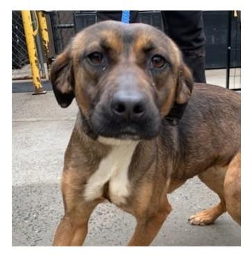 Enlarge OPHELIA, a Adoptable mixed breed in Chester, SC image 1/1