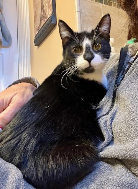 Maxwell, a Adoptable Tuxedo in Tustin, CA image 1/5