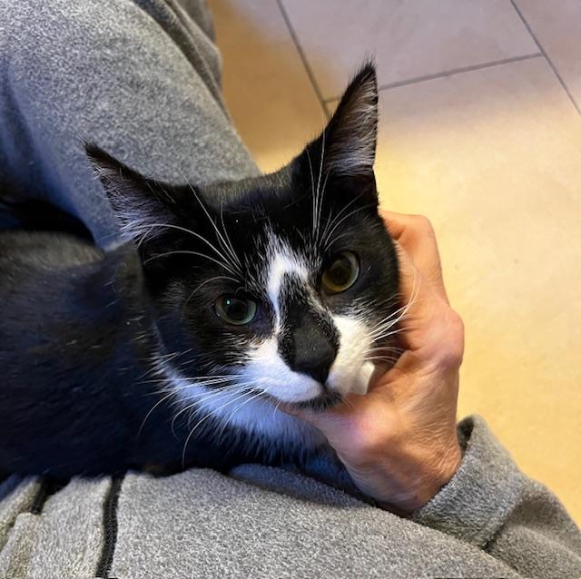 Maxwell, a Adoptable Tuxedo in Tustin, CA image 5/5