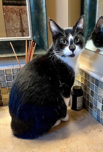 Maxwell, a Adoptable Tuxedo in Tustin, CA image 3/5