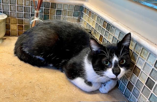 Maxwell, a Adoptable Tuxedo in Tustin, CA image 4/5