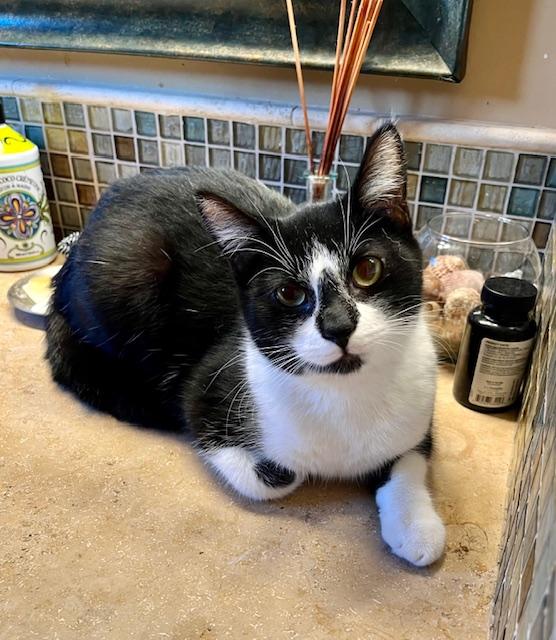 Maxwell, a Adoptable Tuxedo in Tustin, CA image 2/5