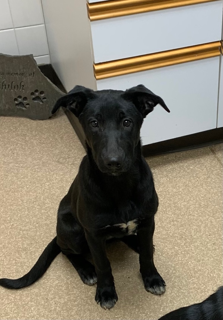 Heidi, a Adoptable mixed breed in Coatesville, PA image 2/12