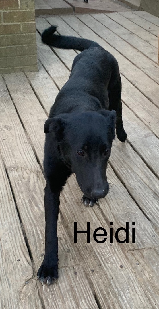 Heidi, a Adoptable mixed breed in Coatesville, PA image 3/12