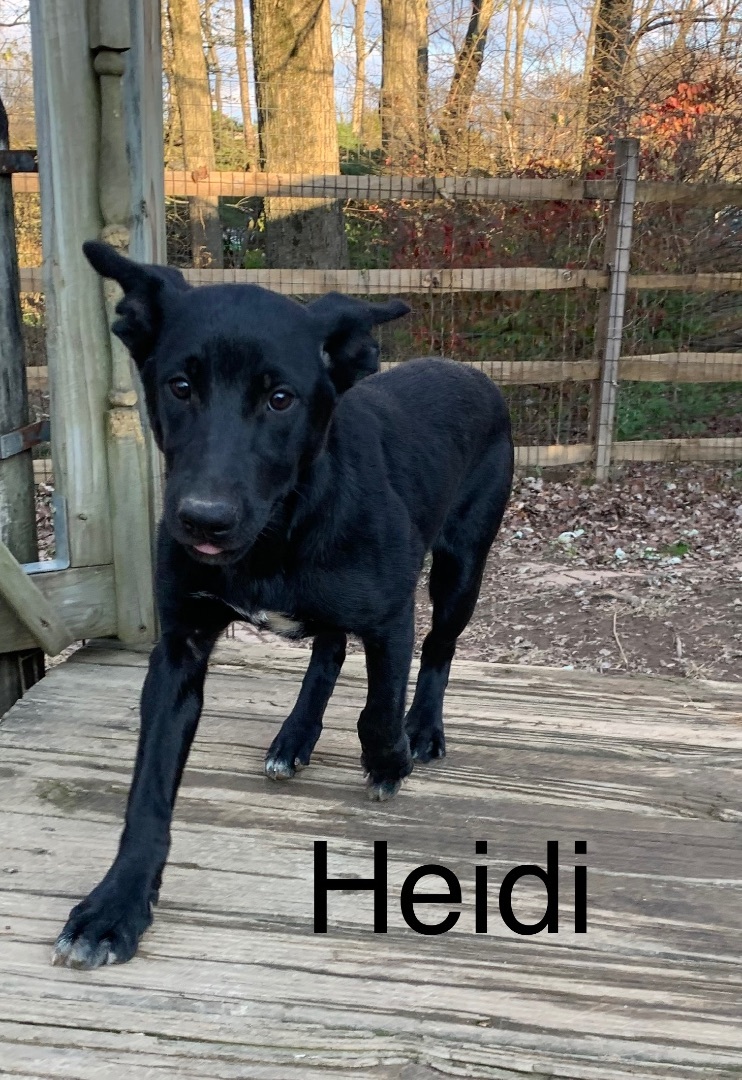 Heidi, a Adoptable mixed breed in Coatesville, PA image 4/12