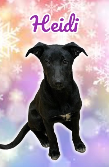 Heidi, a Adoptable mixed breed in Coatesville, PA image 5/12