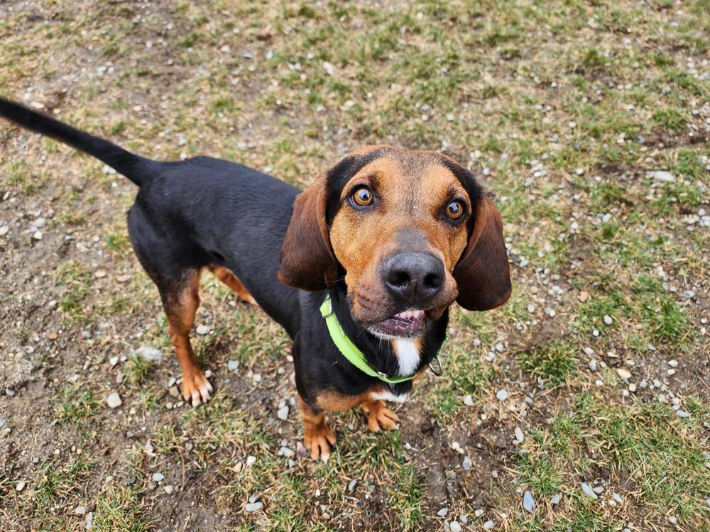 Enlarge Rowdy, a Adoptable Black and Tan Coonhound in Trenton, ME image 1/6