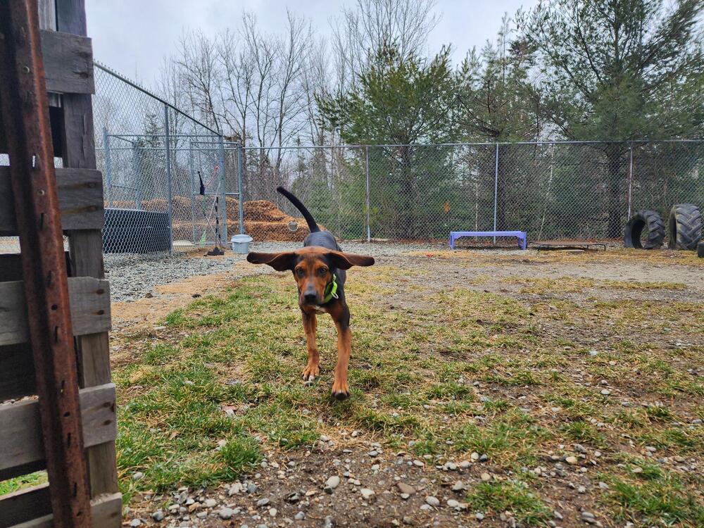 Enlarge Rowdy, a Adoptable Black and Tan Coonhound in Trenton, ME image 2/6