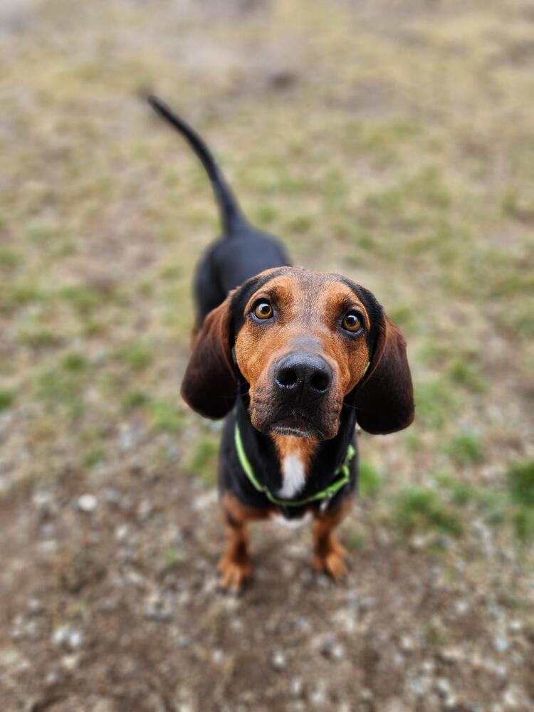 Enlarge Rowdy, a Adoptable Black and Tan Coonhound in Trenton, ME image 3/6