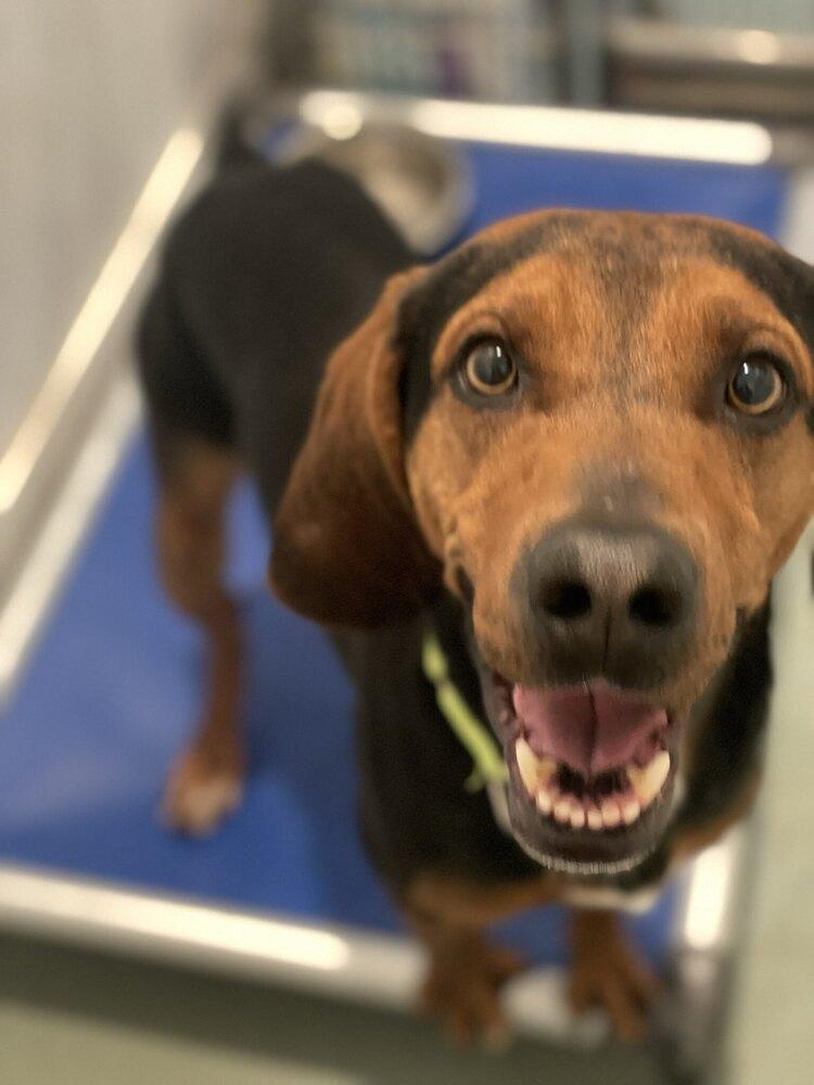 Rowdy, Adoptable, Young Male Black and Tan Coonhound.