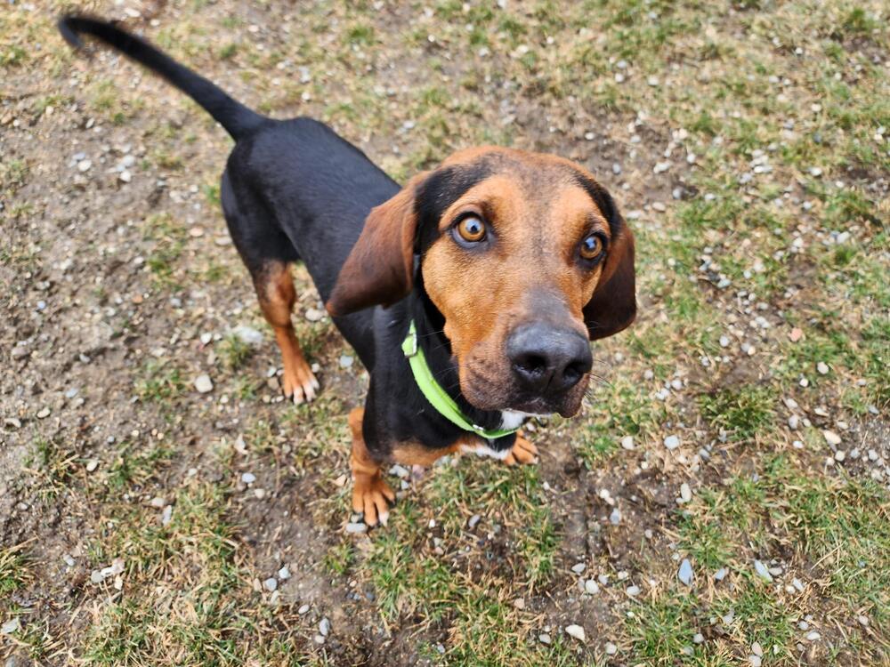Enlarge Rowdy, a Adoptable Black and Tan Coonhound in Trenton, ME image 5/6