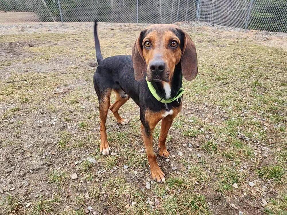 Enlarge Rowdy, a Adoptable Black and Tan Coonhound in Trenton, ME image 6/6