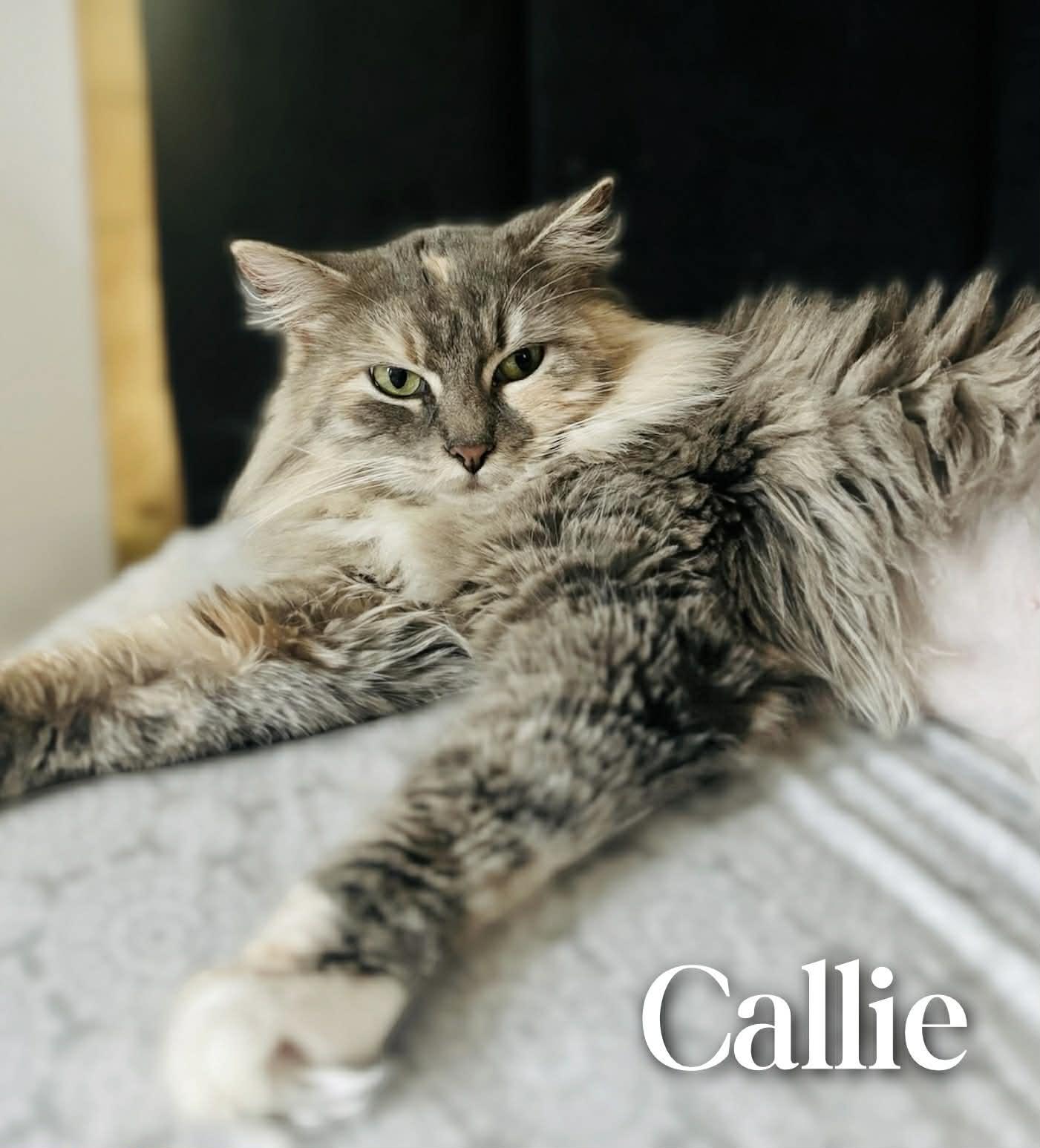 Enlarge Callie, an adopted Domestic Long Hair in Mansfield, TX image 2/5