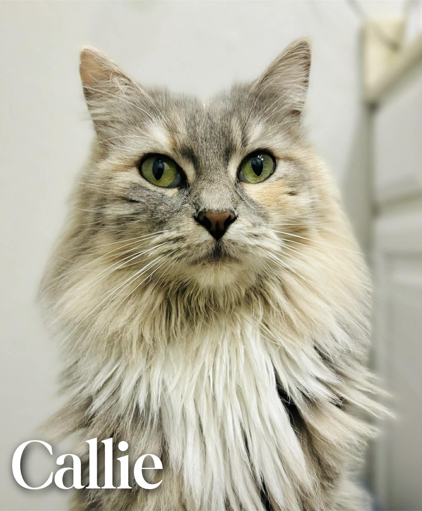 Enlarge Callie, an adopted Domestic Long Hair in Mansfield, TX image 4/5