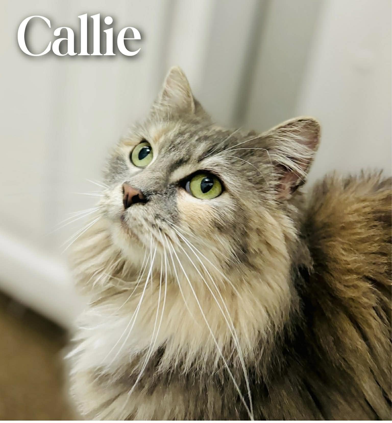 Enlarge Callie, an adopted Domestic Long Hair in Mansfield, TX image 3/5