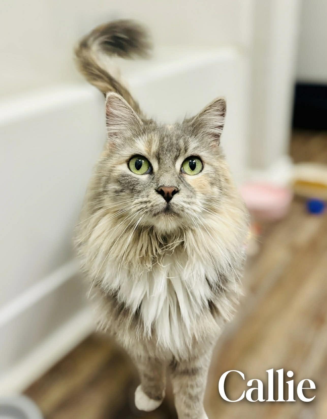 Callie, adopted, Adult Female Domestic Long Hair.