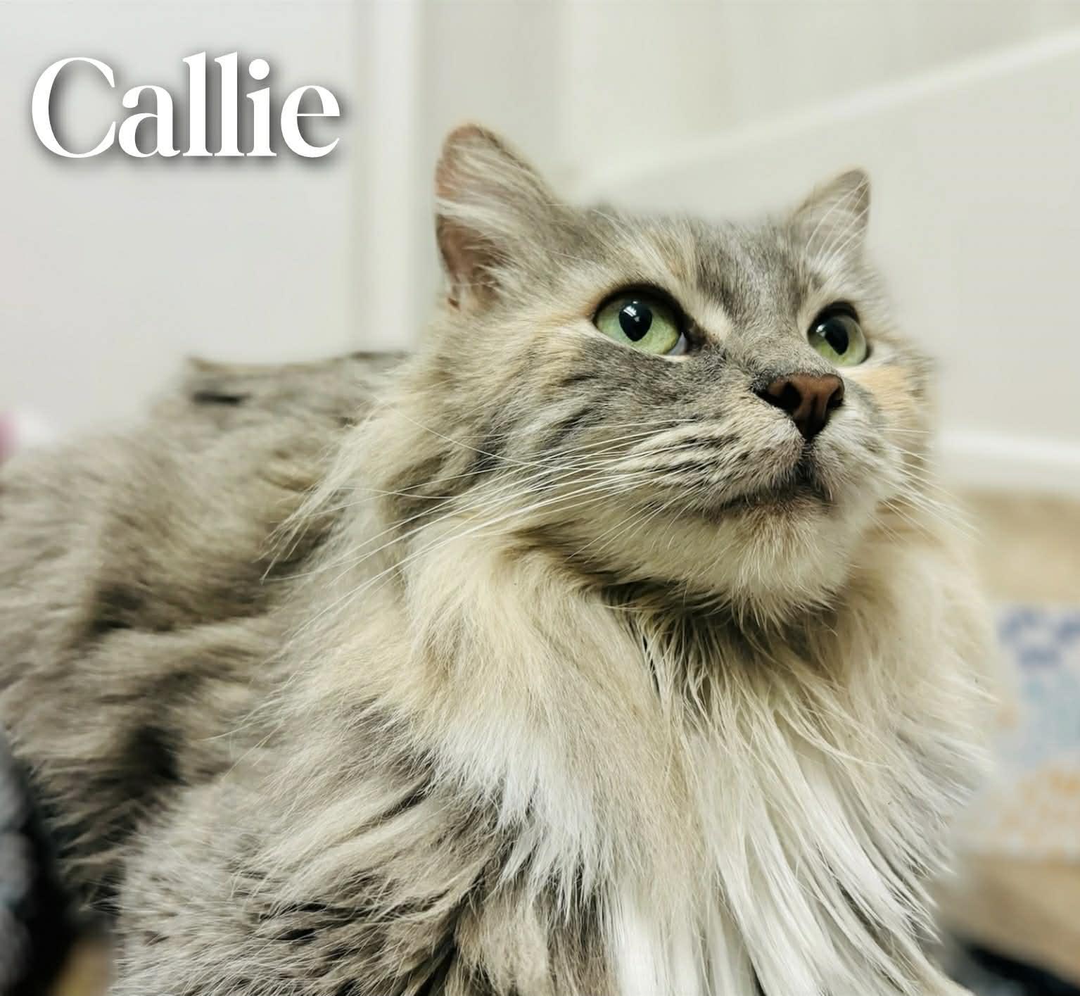Enlarge Callie, an adopted Domestic Long Hair in Mansfield, TX image 5/5