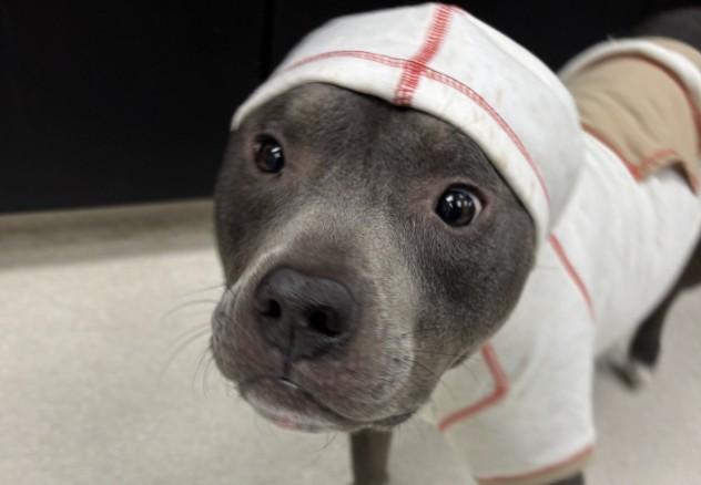 GRAFT, Adoptable, Adult Male Pit Bull Terrier.