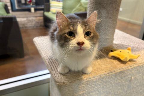 Keith , adopted, Adult Male Domestic Short Hair.