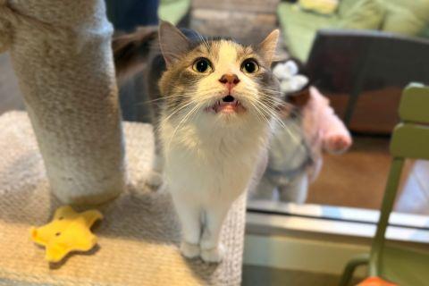 Enlarge Keith , an adopted mixed breed in Chicago, IL image 2/6