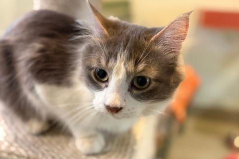 Enlarge Keith , an adopted mixed breed in Chicago, IL image 3/6